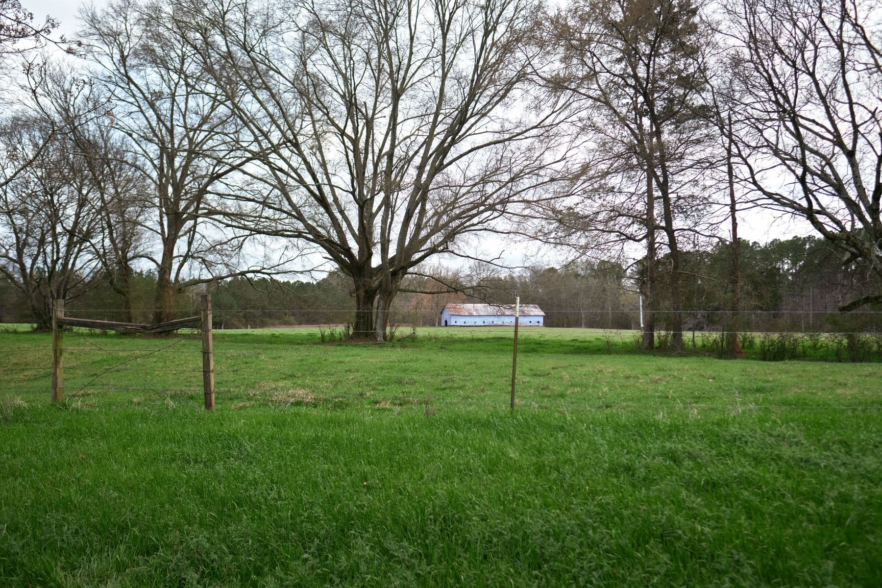 An open field with bare trees